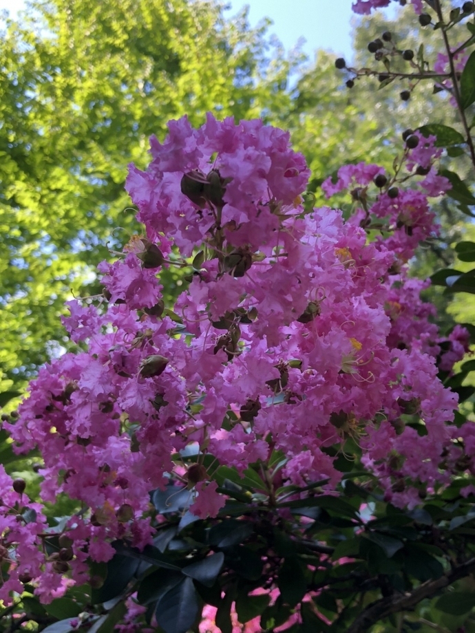 ピンク色の花が咲いている