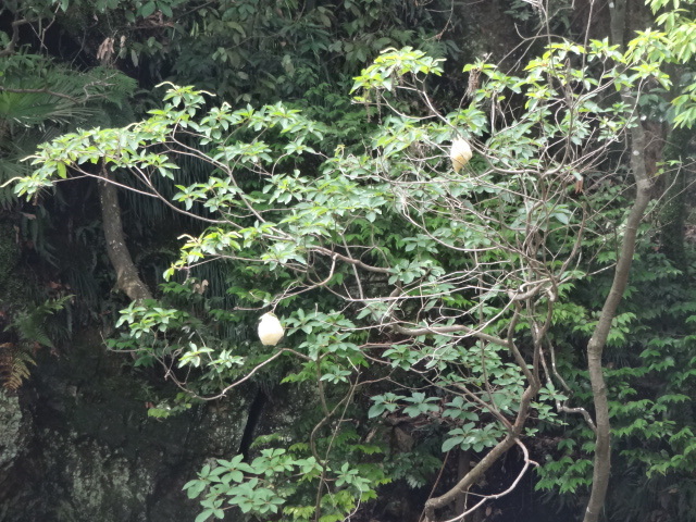 樹上に泡状のカエルの卵がある様子