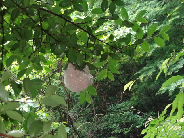 木に泡状のカエルの卵が産みつけられている様子