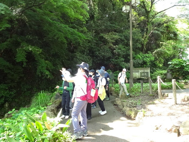 参加者が樹上のカエルの卵を観察している様子