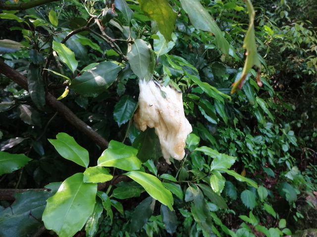 泡状のカエルの卵