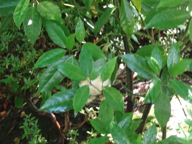 木の上に泡状のカエルの卵が産み付けられている