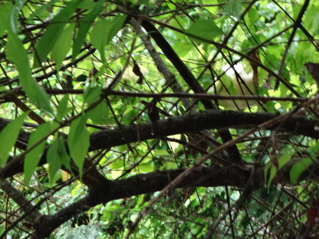 樹木の葉の上に泡状のカエルのタマゴがある