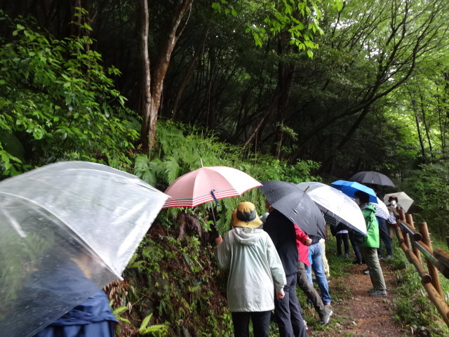 ウオーキング中に植物を観察している