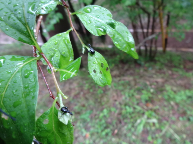 ゾウムシの一種が幼虫のためのマユを作っている