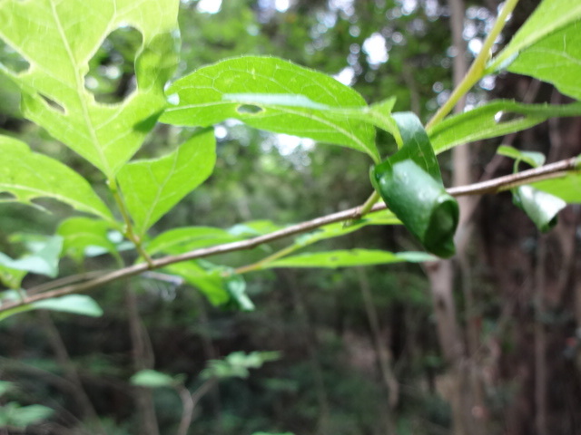 昆虫の幼虫が過ごす巣