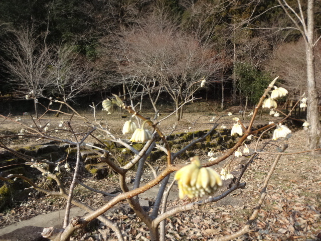 木につぼみができている