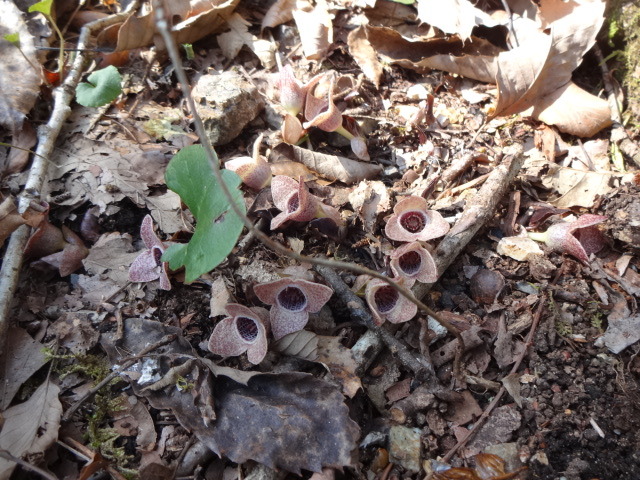 落ち葉の中で花が咲いている