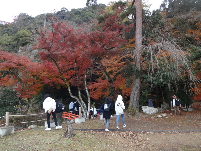 紅葉の下の橋を渡っている