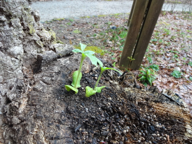 写真：ひまわりの芽
