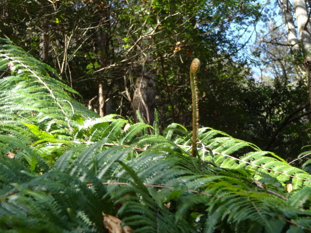 写真：ウラジロの芽