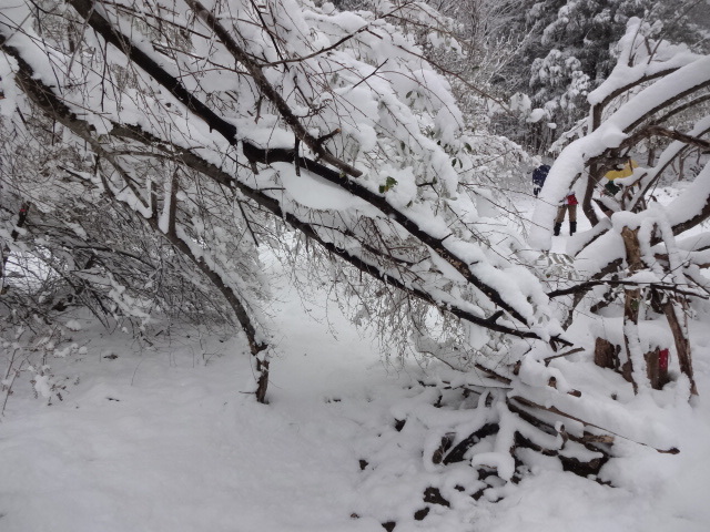 写真：グミの木