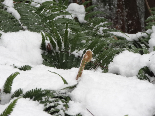 写真：ウラジロ