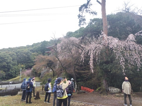 しだれ桜
