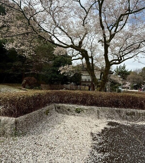 鵜飼桜