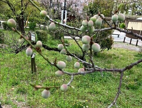 梅